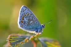 A male Common Blue butterfly, one of the many species that showed decline this year.