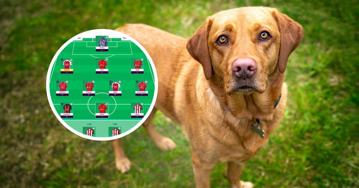 A Fantasy Football line-up with a Red Fox Labrador next to it