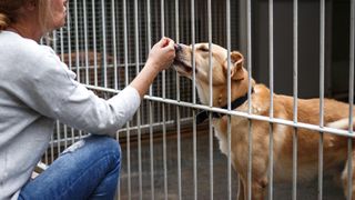 Dog at animal shelter meeting lady