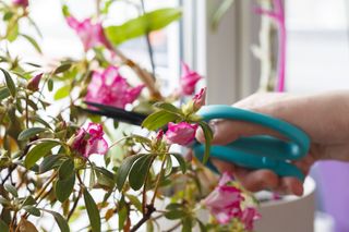 pruning rhododendrons