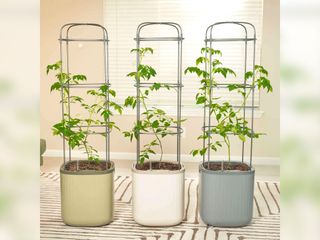 Three vego self watering tomato planters