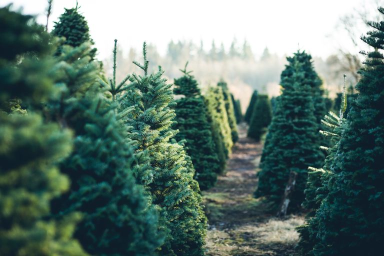 eco-friendly Christmas trees