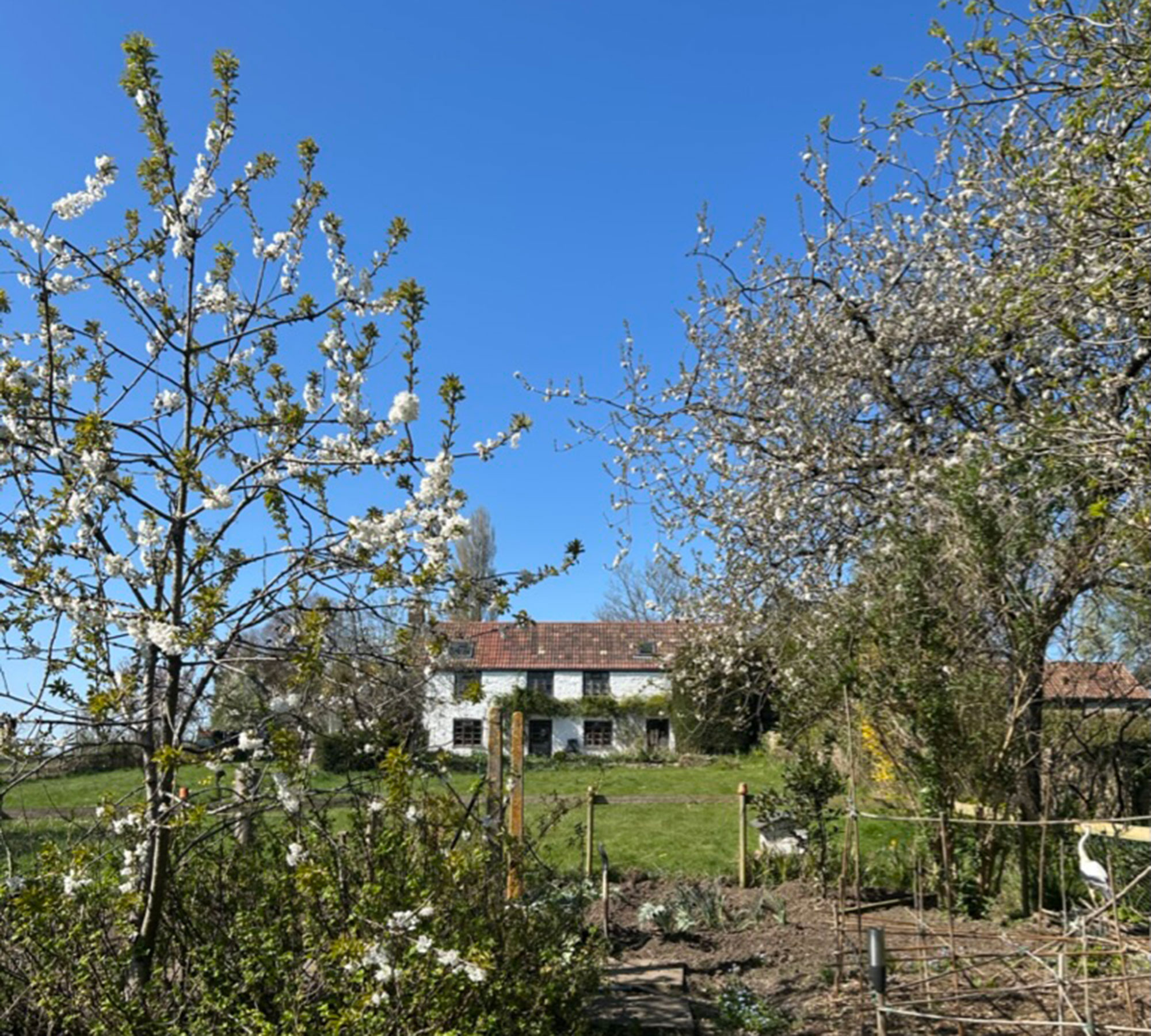 Vegetable patch with blossom tree in from of white cottage