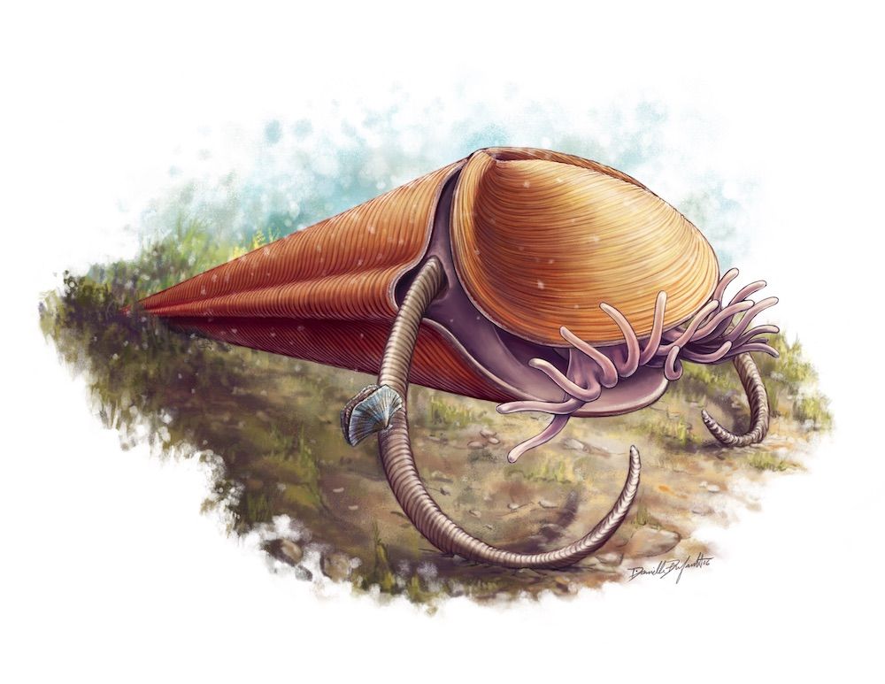 An artist&#039;s reconstruction of the hyolith &lt;i&gt;Haplophrentis&lt;/i&gt;, with its curved, stilt-like &#039;helens&#039; propping it above the ocean floor. A mouthful of tentacles, recently discovered in the fossil record, establish this animal as a lophophore.