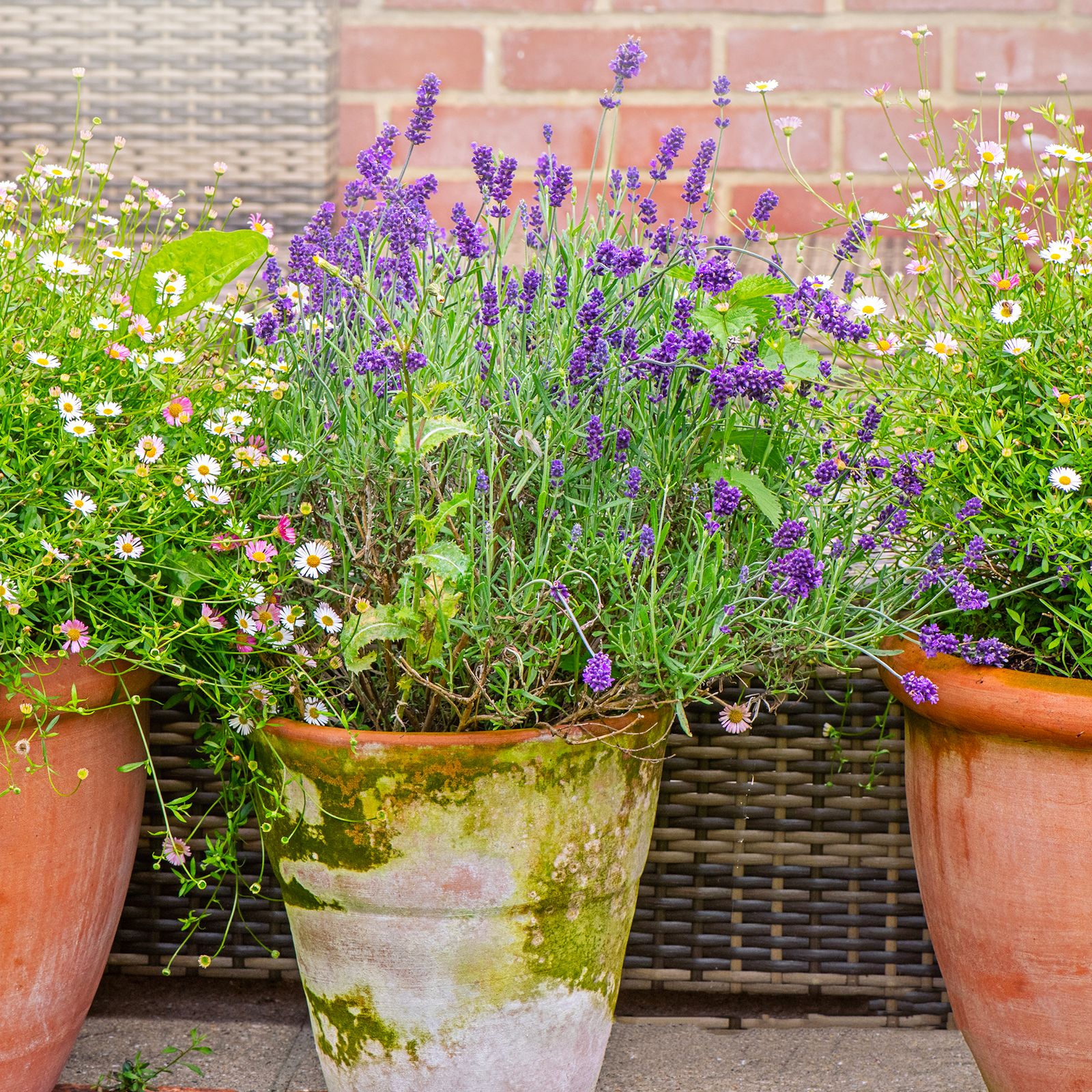 How to take lavender cuttings and propagate them Ideal Home