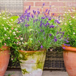 Lavender plant in pot surrounded by two pots of daisies
