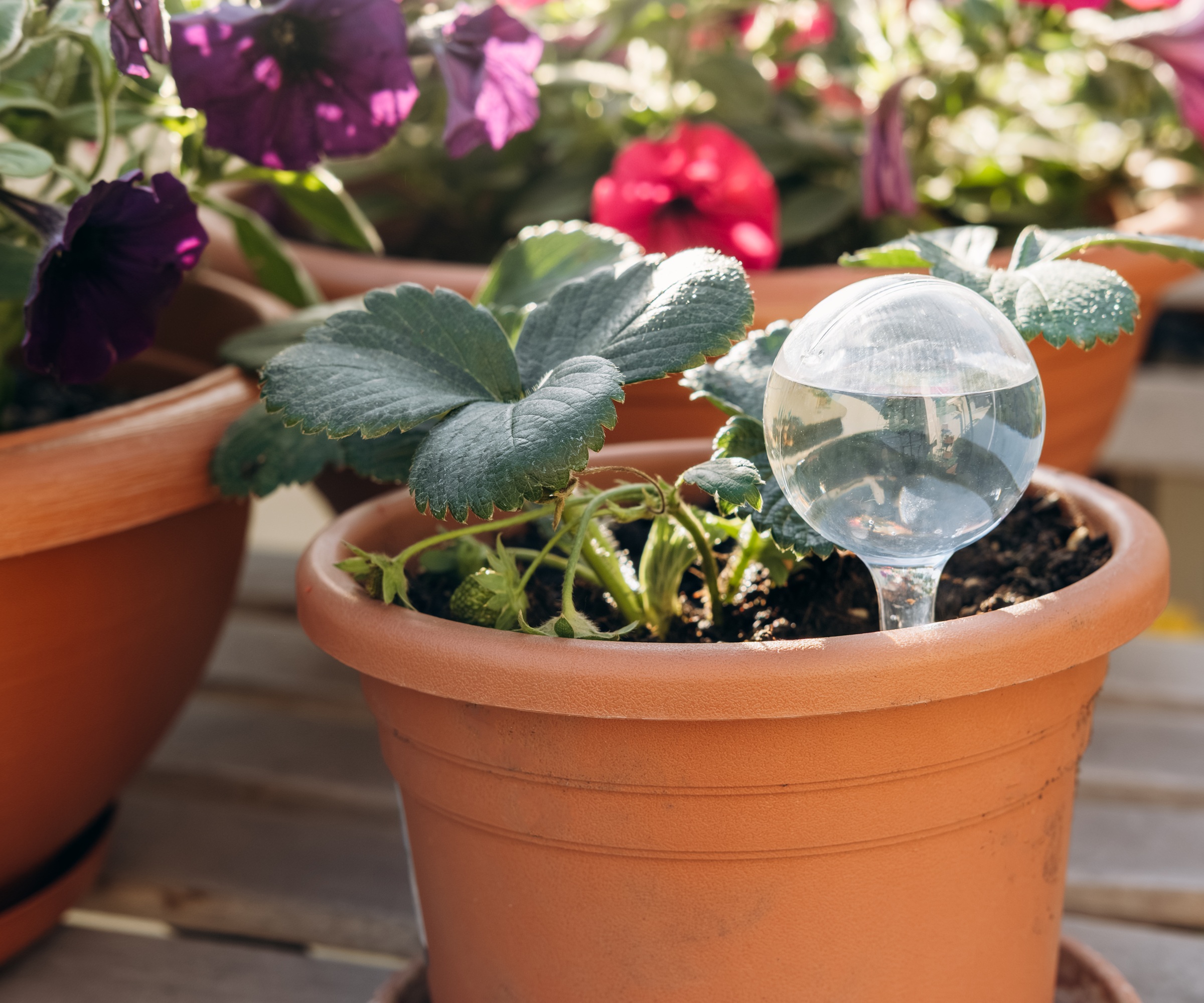 Globe watering spike