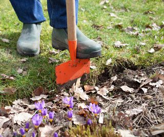 edging a flower bed with a spade