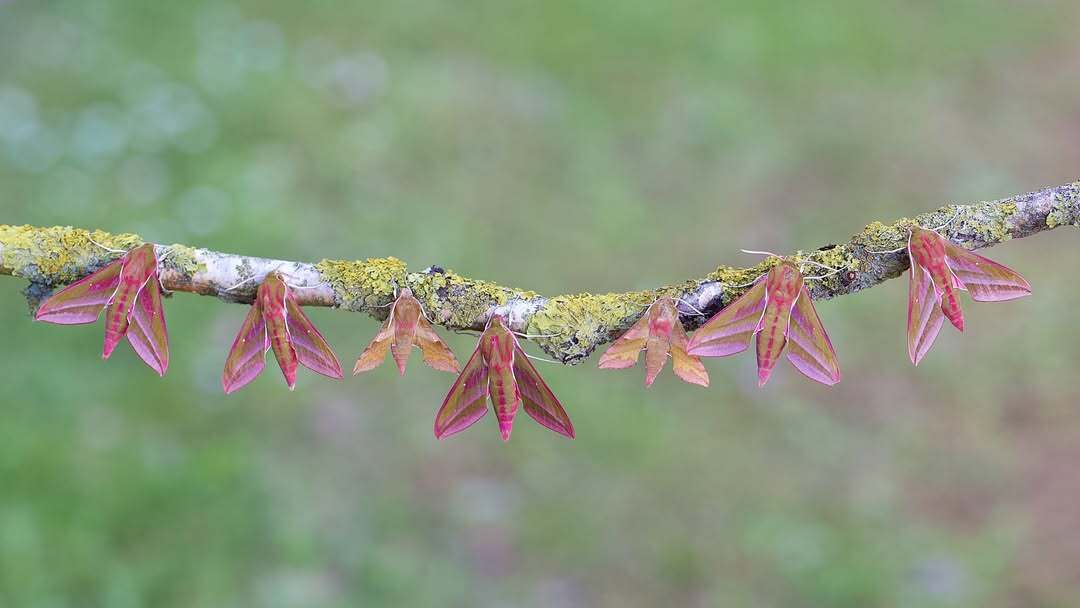 Elephant moths resting on a tree branch