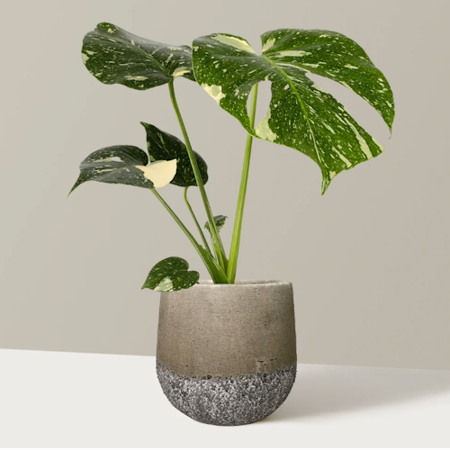 The Sill monstera