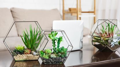 Mini succulents in glass terrarium