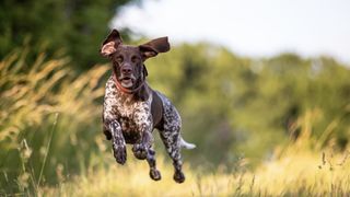 best dogs for runners