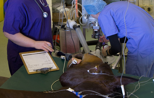anaesthesia anaesthetic