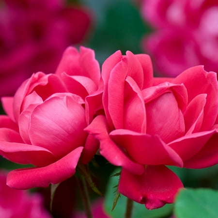 The Knock Out&amp;reg; Family of Roses 'the Red Double Knock Out&amp;reg; Rose' Live Shrub in 1-Gallon Grower Pot