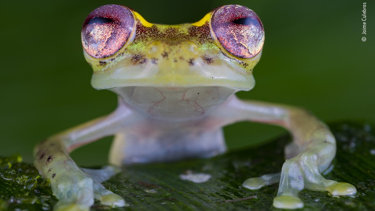 Un gros plan d'une grenouille aux yeux rubis.