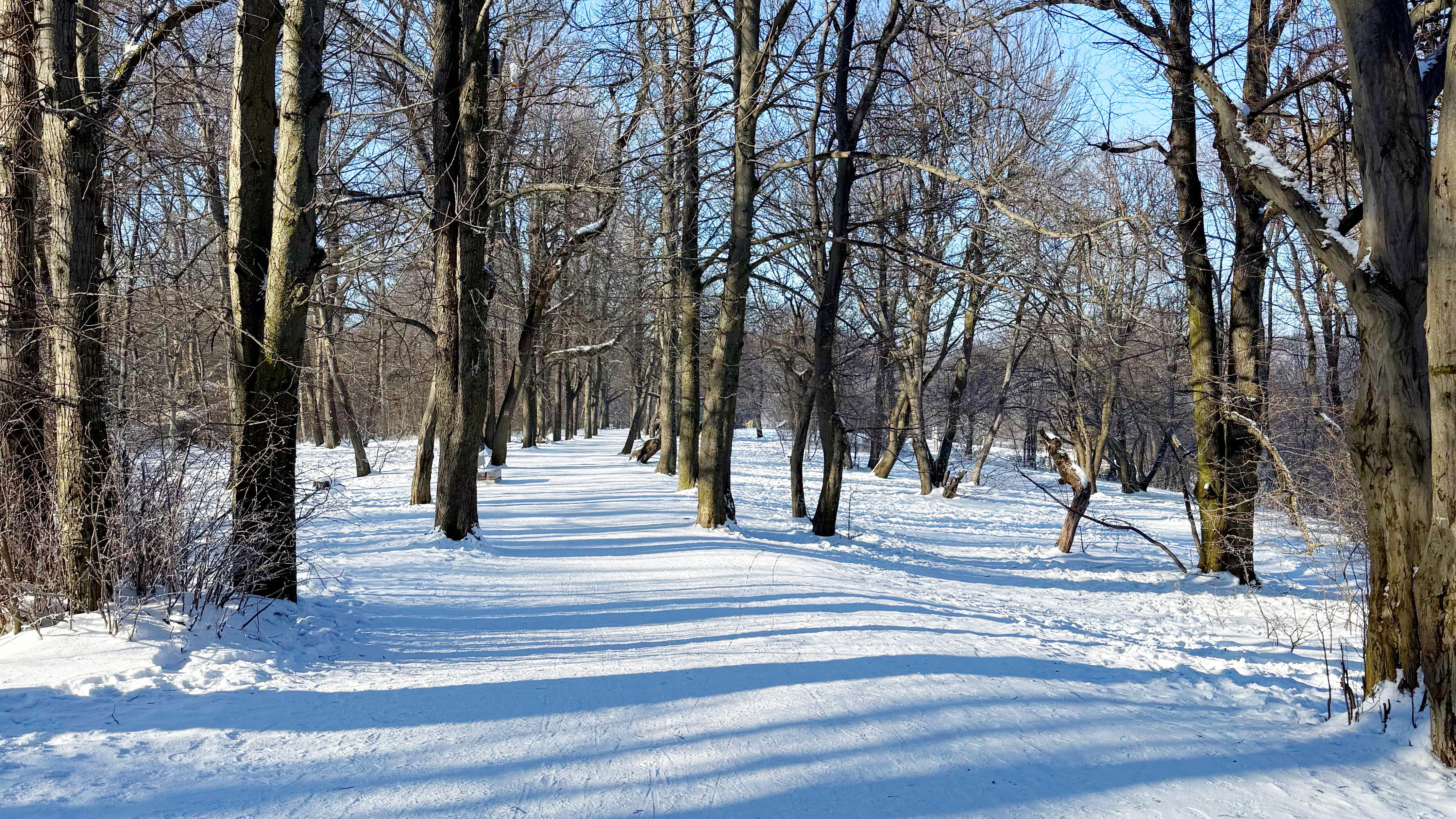 a picture of a snowy forest landscape with snow-and-ice-covered ground