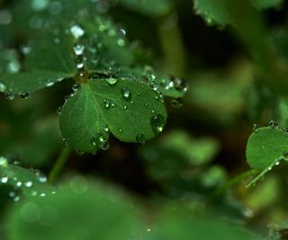 Raindrops on leaves of a plant