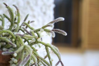 A mistletoe cactus in a clay pot