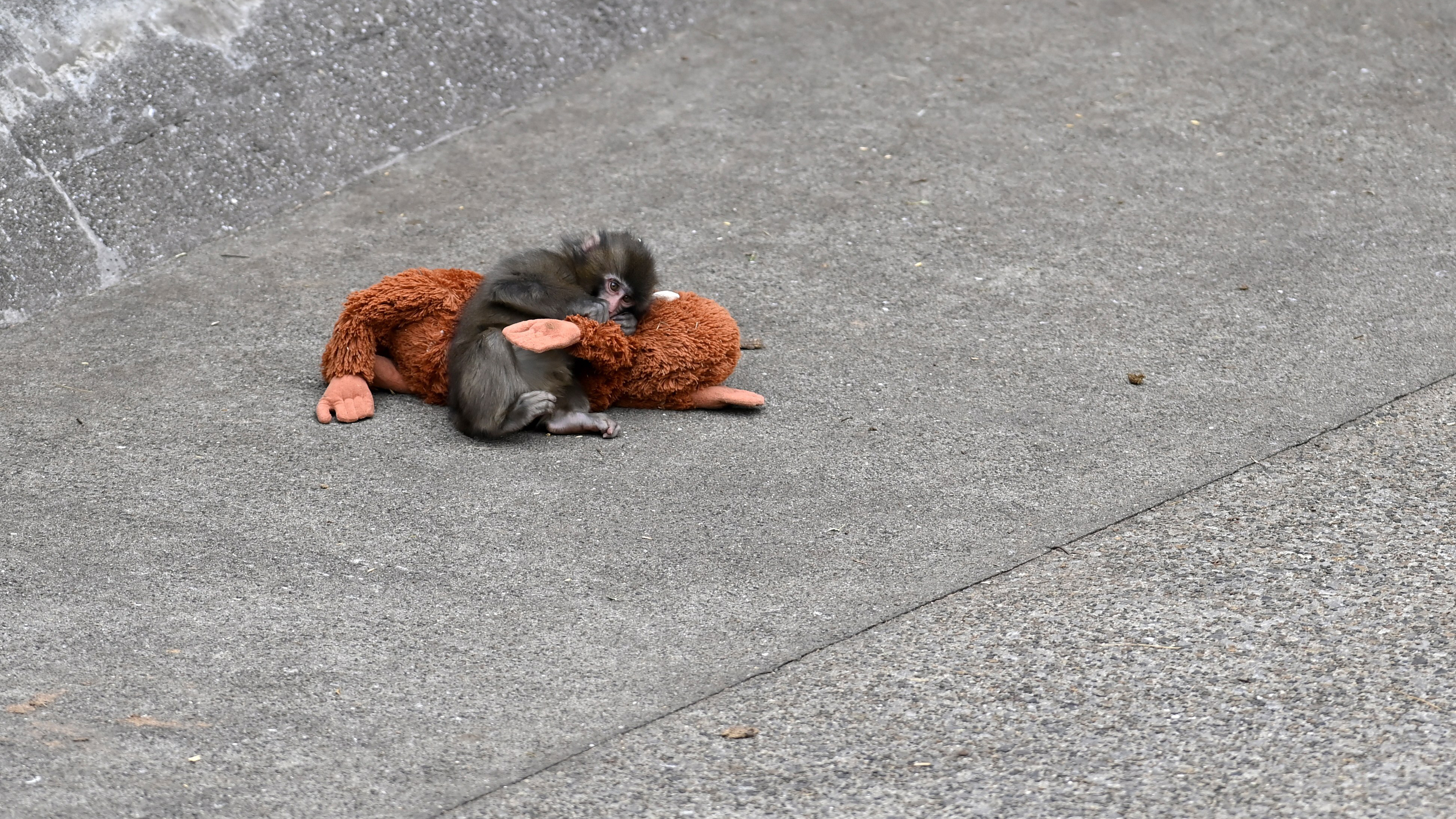 CHIBA, JAPAN - FEBRUARY 20 : Baby monkey named 'Punch' is seen with a stuffed animal at a zoo on February 20, 2026, in north of Tokyo, Chiba Prefecture, Japan. Abandoned by his mother at birth, the monkey found comfort with a stuffed animal. (Photo by David Mareuil/Anadolu via Getty Images)