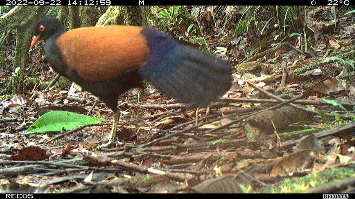 A team of scientists and conservationists has rediscovered the elusive black-naped pheasant-pigeon, a large, ground-dwelling pigeon that only lives on Fergusson Island, a rugged island in the D&#039;Entrecasteaux Archipelago off of eastern Papua New Guinea.