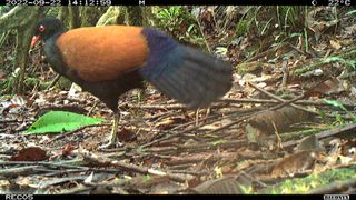 A team of scientists and conservationists has rediscovered the elusive black-naped pheasant-pigeon, a large, ground-dwelling pigeon that only lives on Fergusson Island, a rugged island in the D'Entrecasteaux Archipelago off of eastern Papua New Guinea.