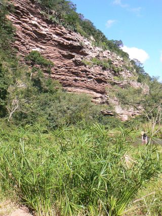 Modern sedges growing on the uThongathi River near Sibudu excavation site.