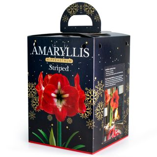Picture of amaryllis gift box 