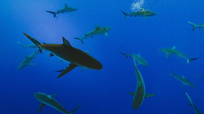 How sharks and camels could be the keys to curing brain diseases ...