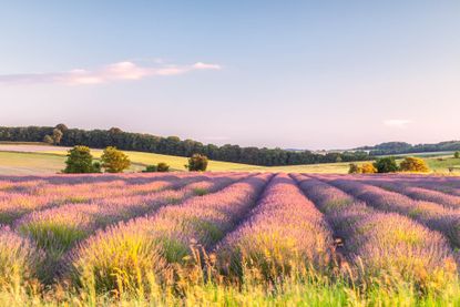 Lavender fields near to Snowshill, Cotswolds.