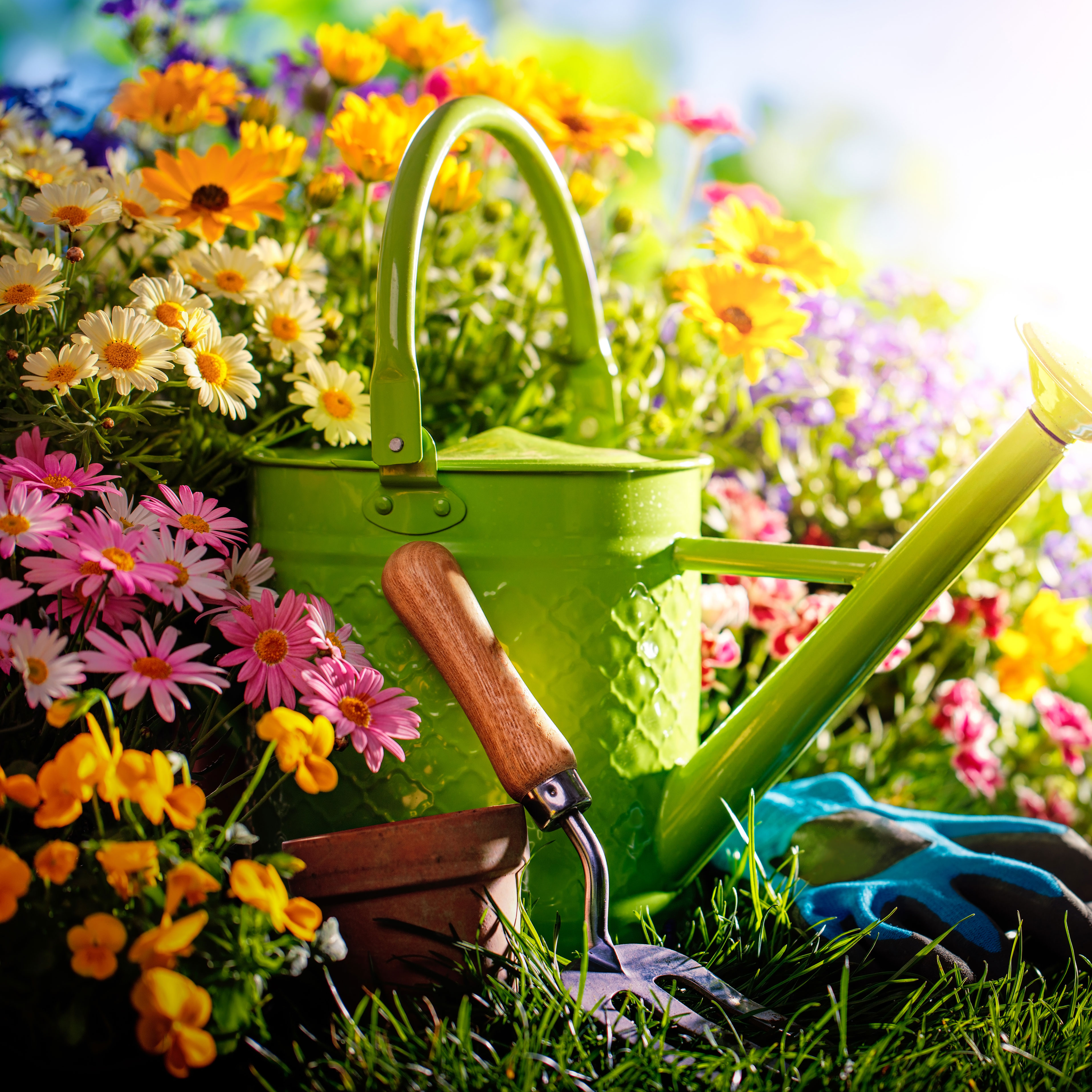 watering can and hand fork on lawn and garden flowers