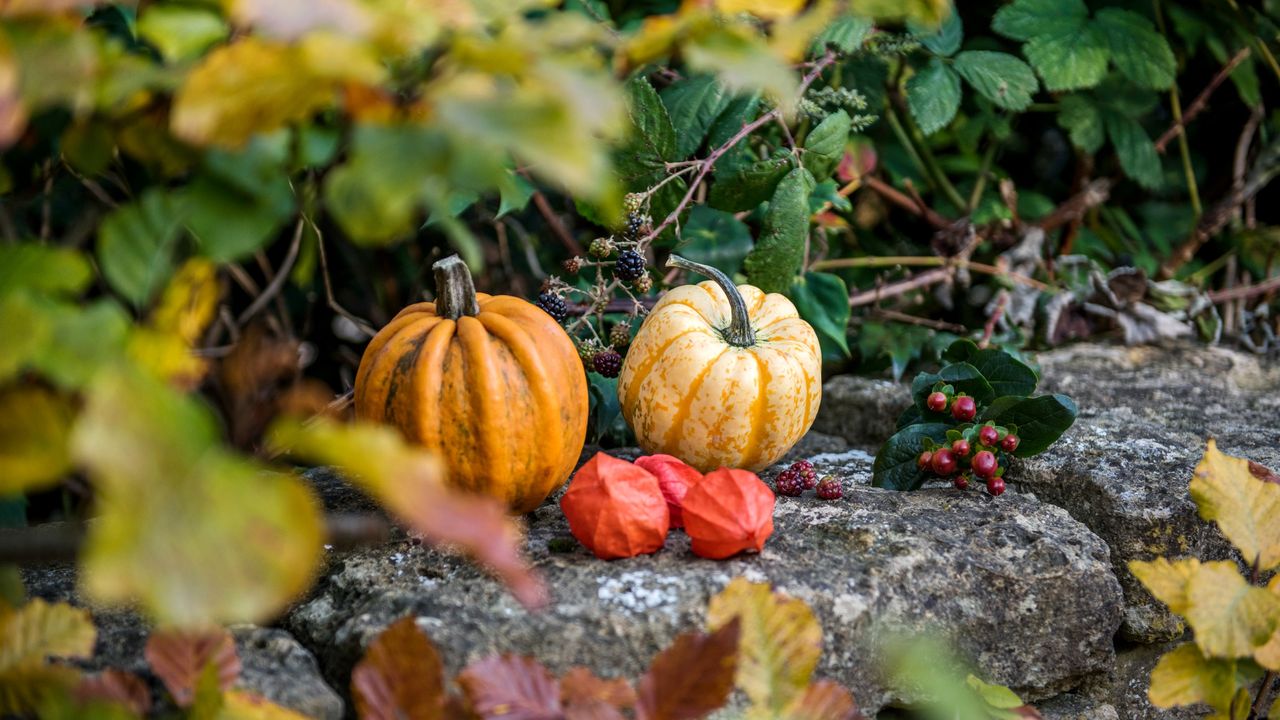 Two pumpkins in an autumnal garden