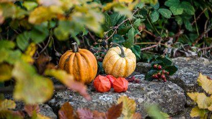 A crate of pumpkins and flowers on a garden bench