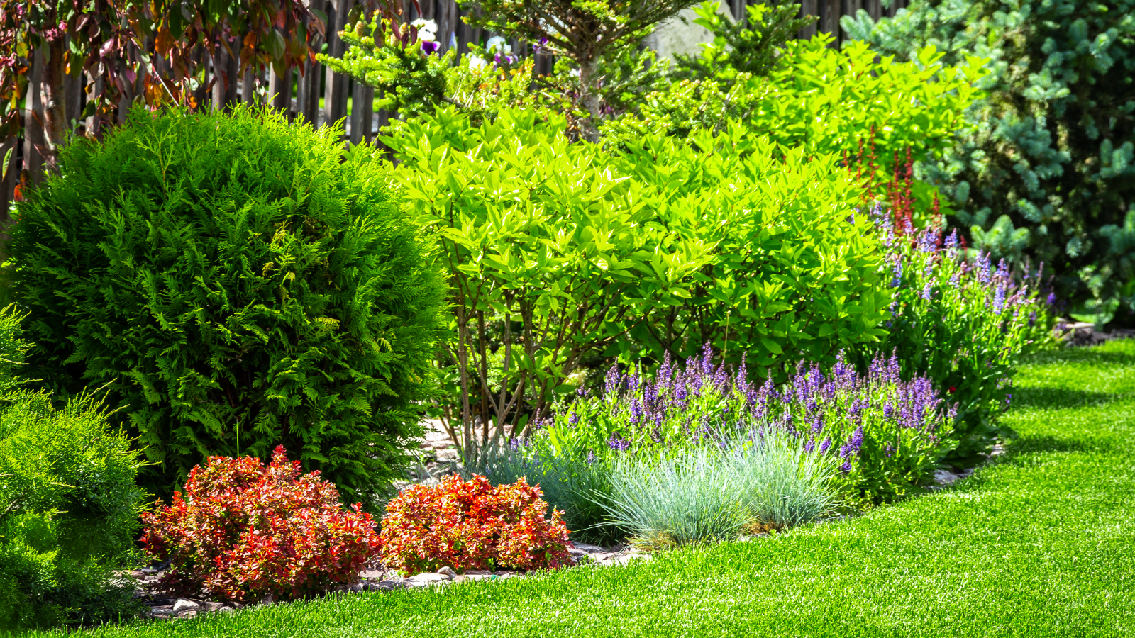 Shrubs in landscaped garden