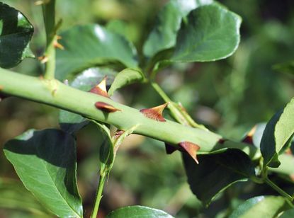 Shrubs With Thorns