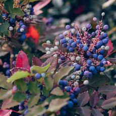 blueberries growing on native berry bushes