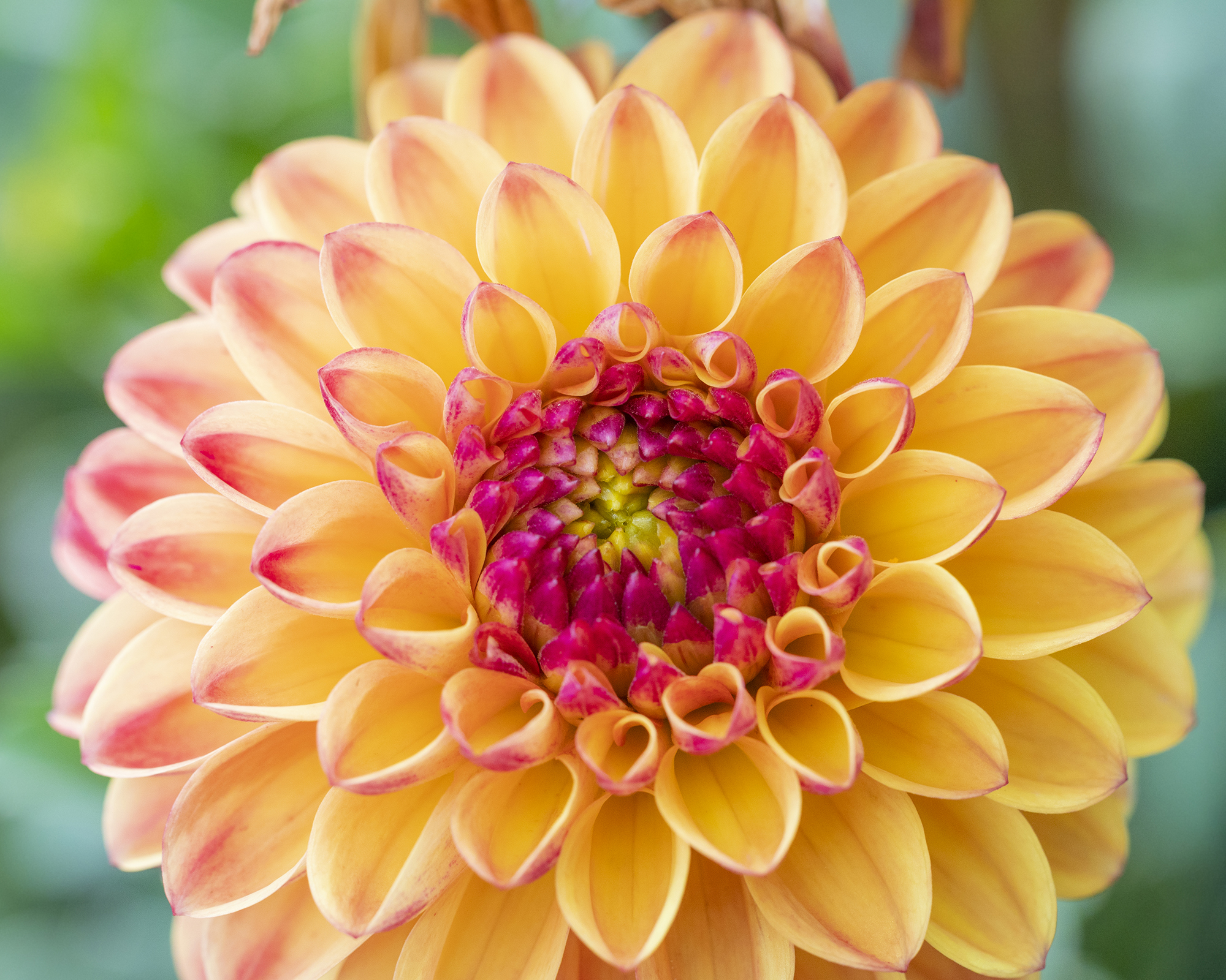 Suncrest dahlia flower