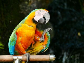 Pet Bird Facts