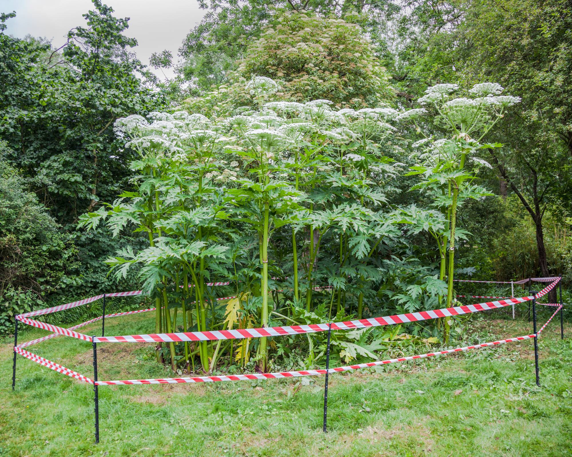 Giant hogweed plants roped off with caution tape.