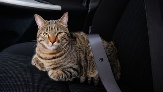 Cat traveling in car