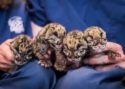 Four leopard cubs.