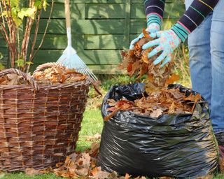 Fallen autumn leaves are gathered into black plastic bin bags for rotting down to make leaf mould