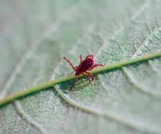 A small red chigger bug on a leaf