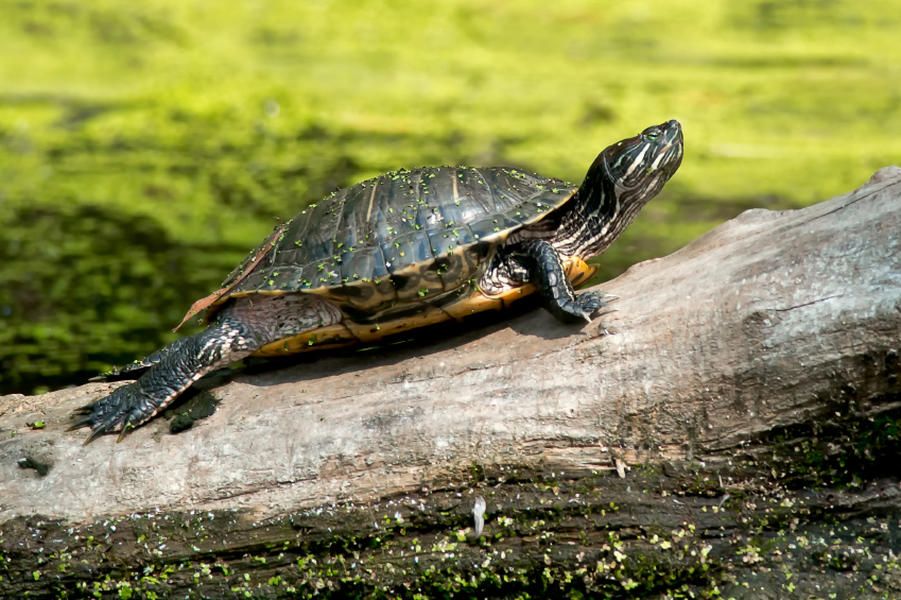 Man attempts to smuggle 51 turtles in his pants