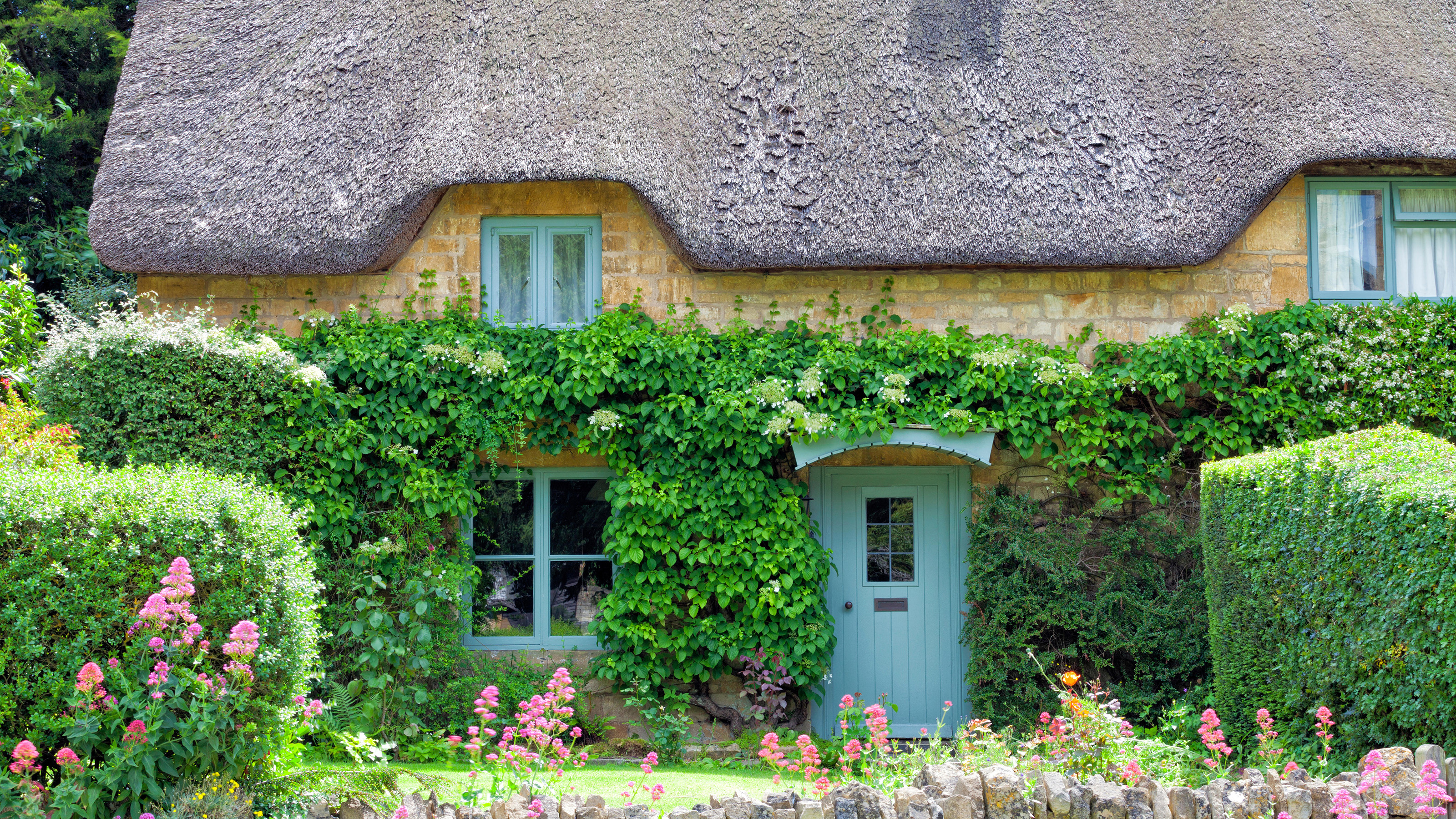 Traditional English stone cottage, with thatched roof, blue wooden doors, hydrangea climbing the wall, trimmed hedge, flowers in bloom, in Cotswolds v