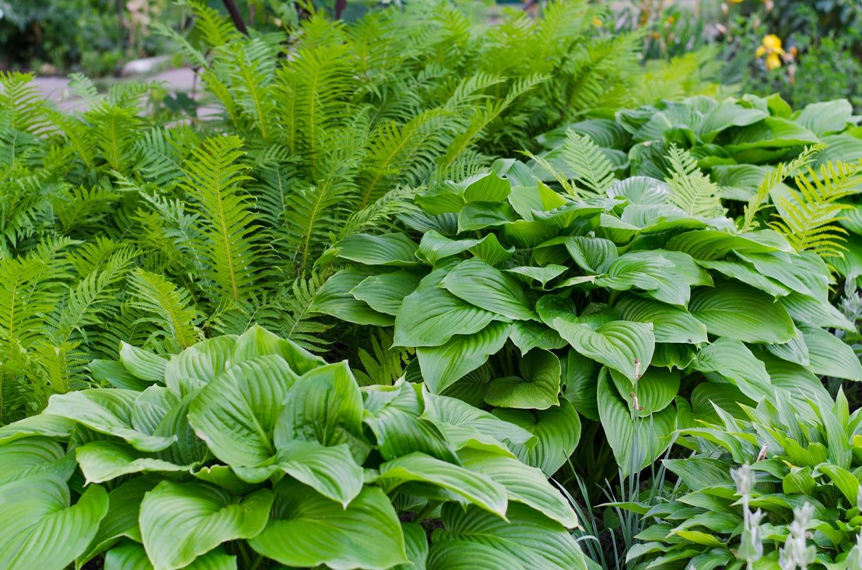 Green Leafy Garden Plants