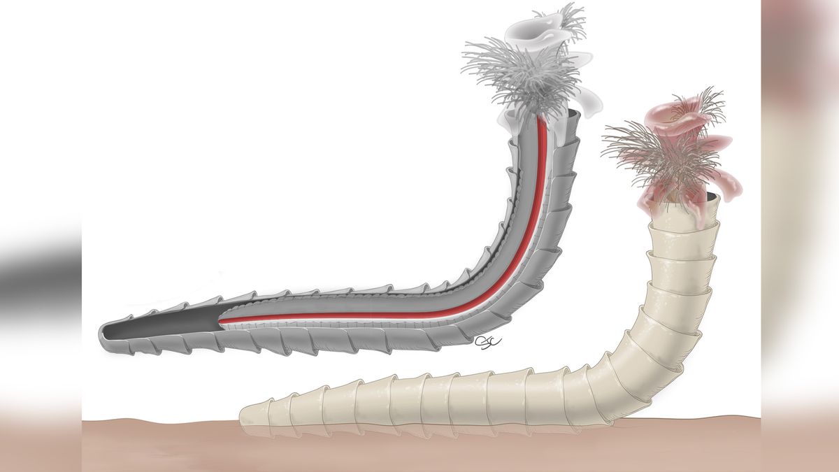 Fossils of cloudinomorphs in Nevada.