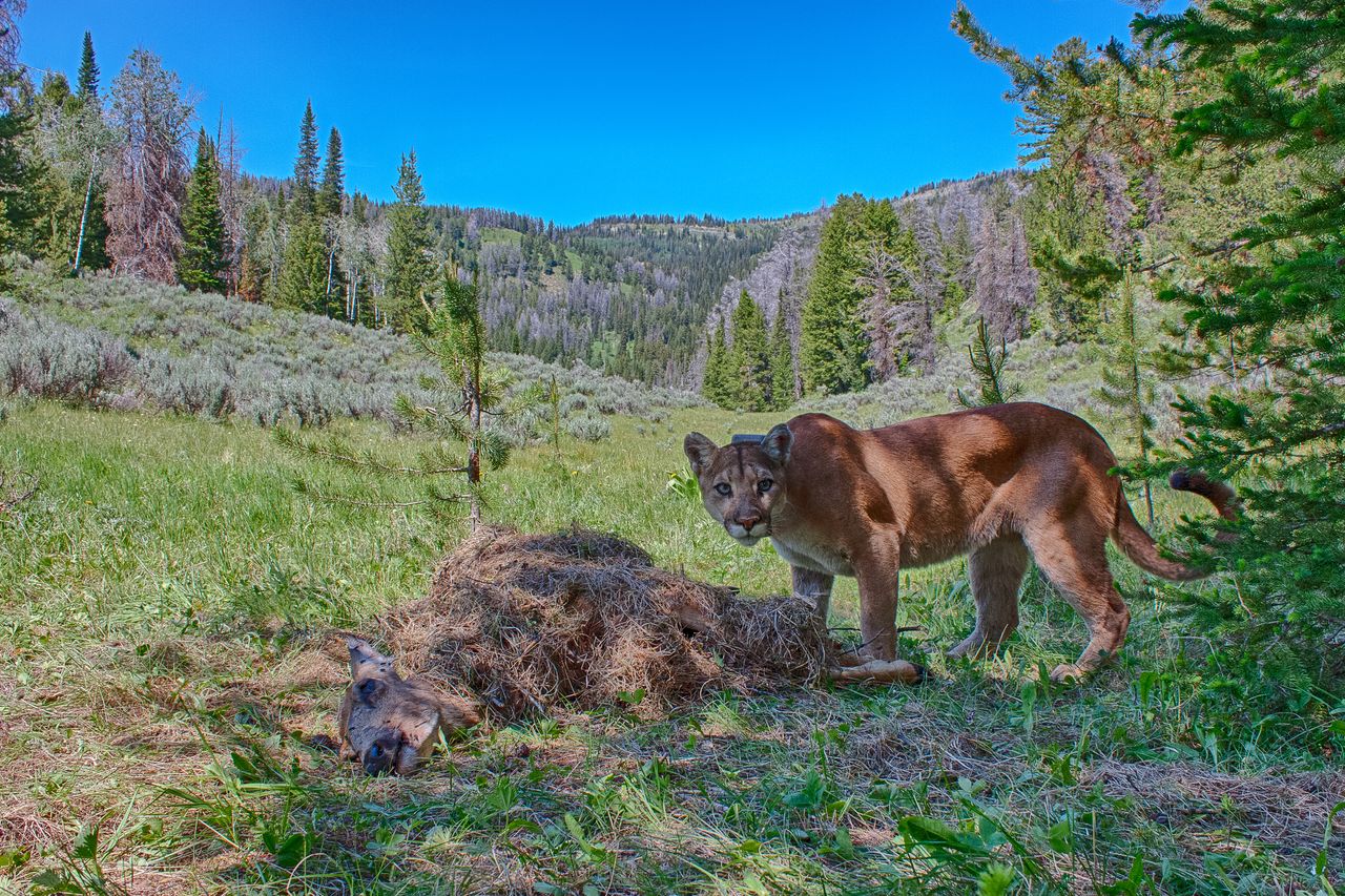 A cougar finds prey left out for it.