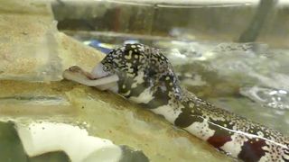 A snowflake moray eel prepares to swallow a squid snack.