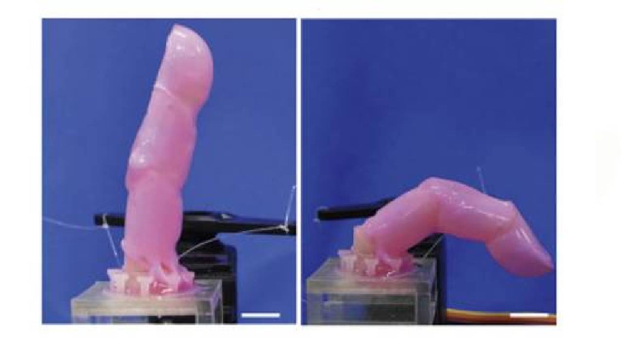 Robotic finger with live skin
