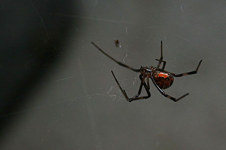 7 of the scariest spiders in existence | The Week